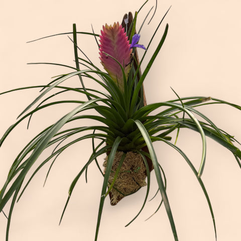 Tillandsia Cyanea (no tronco suspenso)