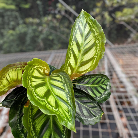 Calathea Flamestar