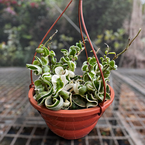 Hoya compacta variegata