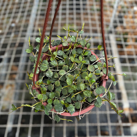 Hoya Curtisii