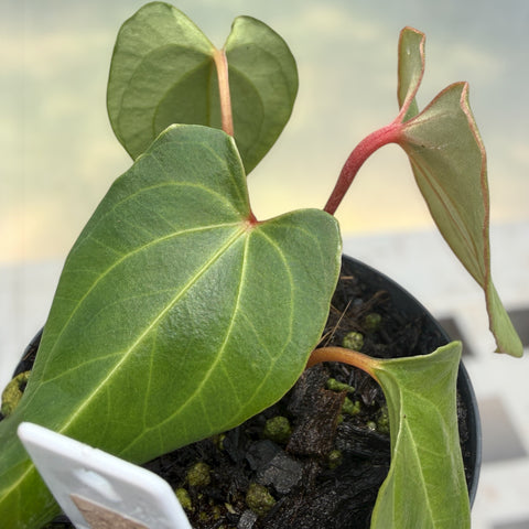 Anthurium regale x rubrinervium