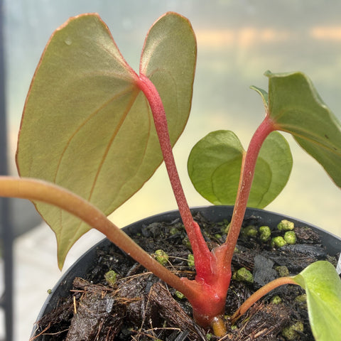 Anthurium regale x rubrinervium