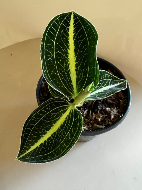 Anoectochilus roxburghii - verde com rede branca