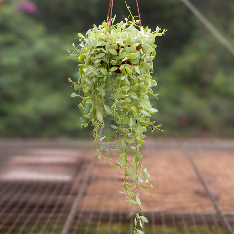 Dischidia oiantha variegata | Entre Raízes Botânica