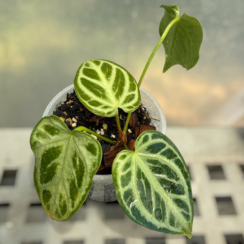 Anthurium Crystallinum 'Silver Blush'