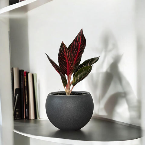 Aglaonema sumatra + Cachepot Berlim