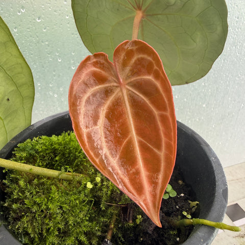Anthurium  forgetii x Crystallinum silver