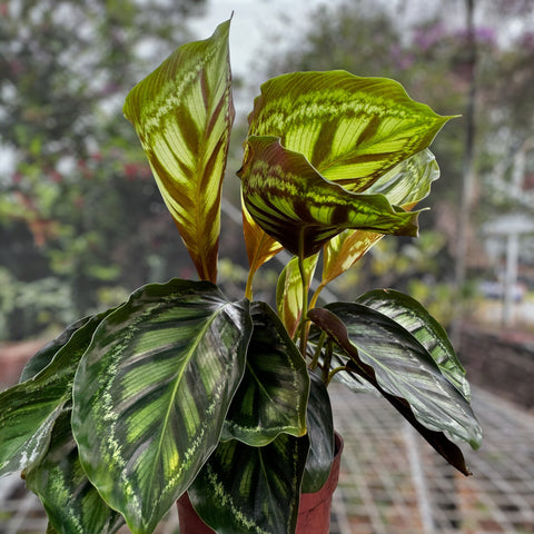 Calathea Flamestar