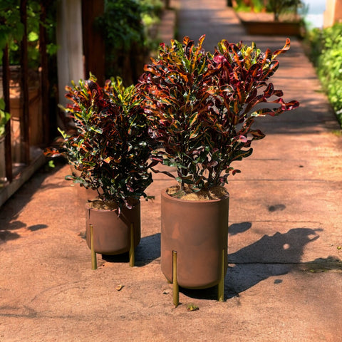 Croton Gingha + vaso decore aço corten