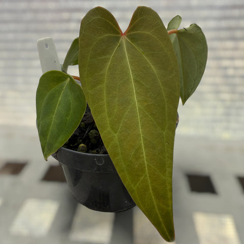 Anthurium regale x rubrinervium