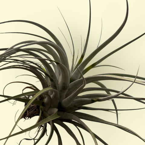 tillandsia xerografica tomaselli