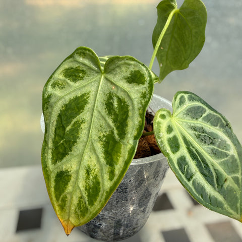 Anthurium Crystallinum 'Silver Blush'