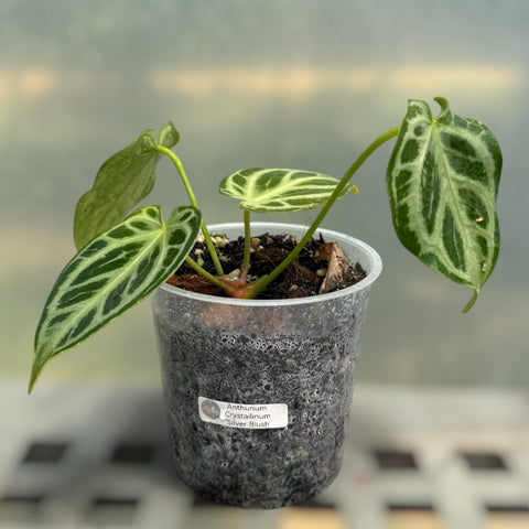 Anthurium Crystallinum 'Silver Blush'
