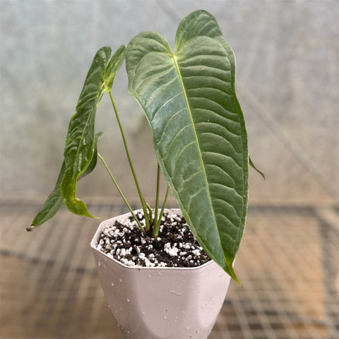 Anthurium Veitchii x Nymphaeifolium