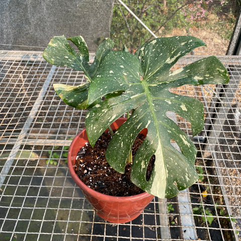 Monstera deliciosa 'Thai constellation'