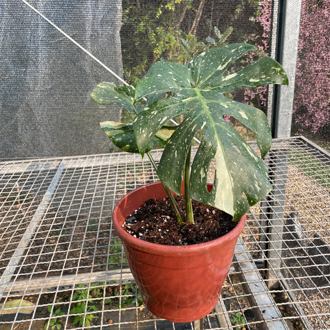 Monstera deliciosa 'Thai constellation'