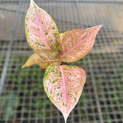 Aglaonema 'Orange gold star'
