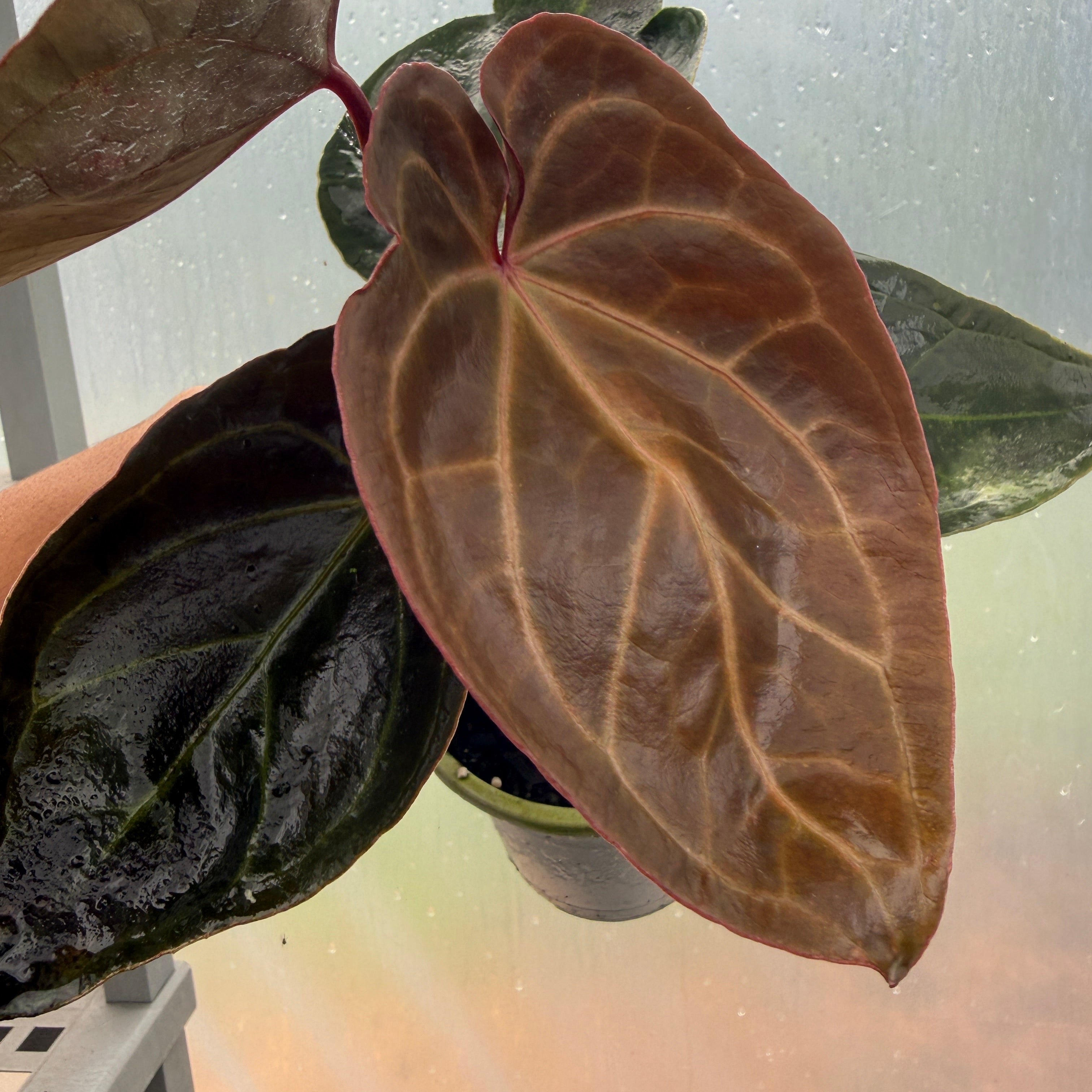 Anthurium 'Ace of Spades' – Entre Raízes Botânica