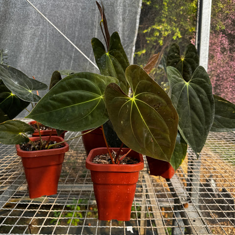 Anthurium Papillilaminum 'Guna Yala'