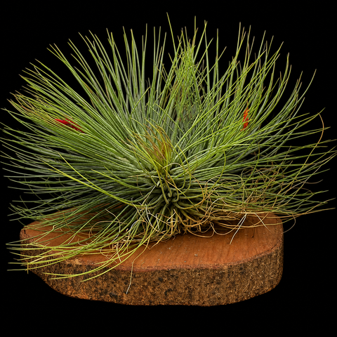Tillandsia Andreana