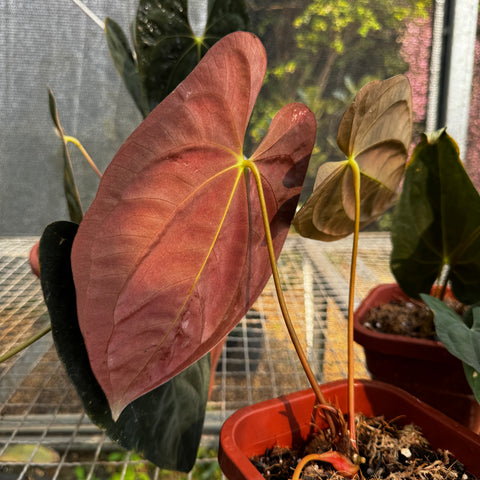 Anthurium Papillilaminum 'Guna Yala'