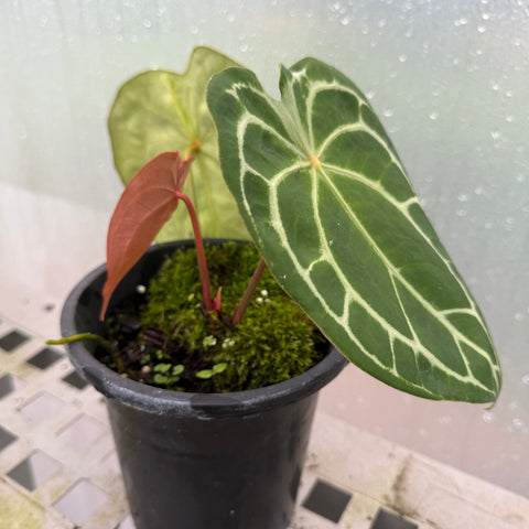 Anthurium  forgetii x Crystallinum silver