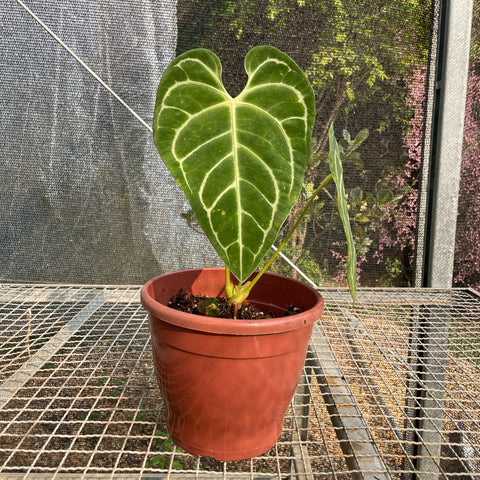 Anthurium regale