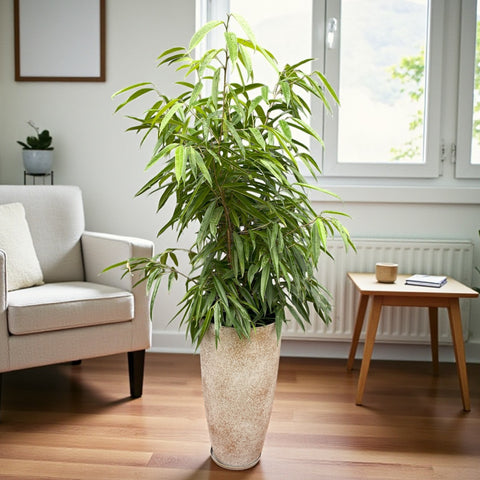 Ficus Alii + Vaso Concreto Dourado