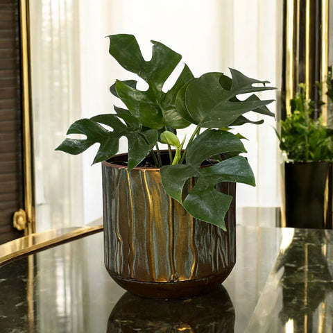 Mini monstera + vaso cobre