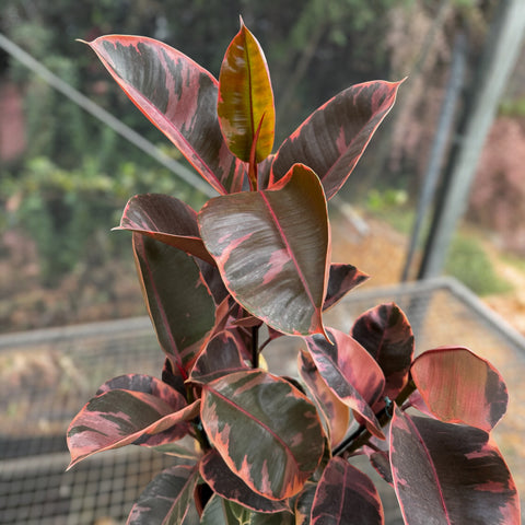 Ficus elástica ruby