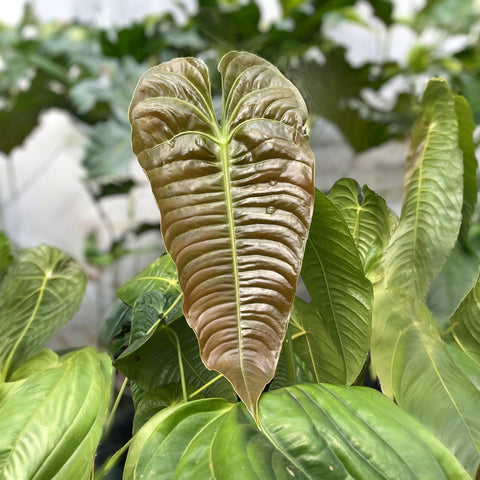 Anthurium Veitchii híbrido