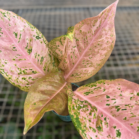 Aglaonema 'Orange gold star'