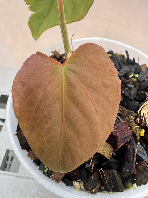 Anthurium sp. panamá