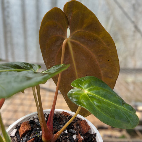 Anthurium Papillilaminum 'self'