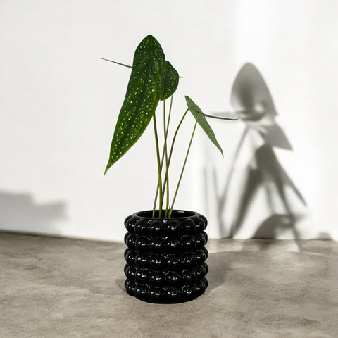 Caladium Palaciosii + cachepot bolhas