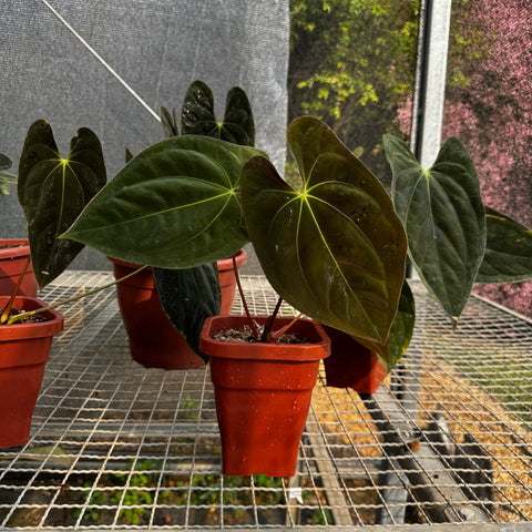 Anthurium Papillilaminum 'Guna Yala'