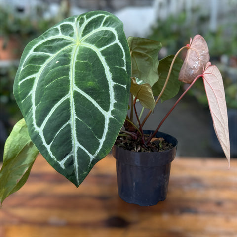 Anthurium Botanic - variação 09