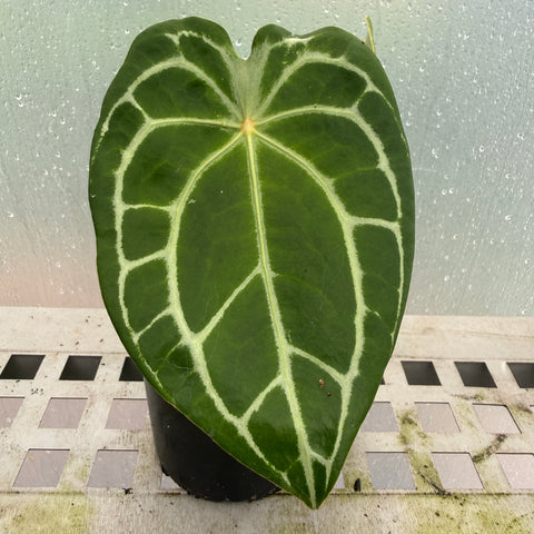 Anthurium  forgetii x Crystallinum silver