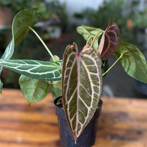 Anthurium Botanic - variação 09