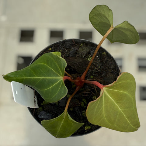 Anthurium regale x rubrinervium