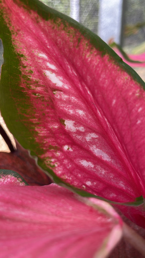 Caladium thai rosa