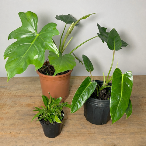 Kit Philodendron “GOLD” | Entre Raízes Botânica