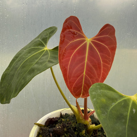 Anthurium papillilaminum 'self'