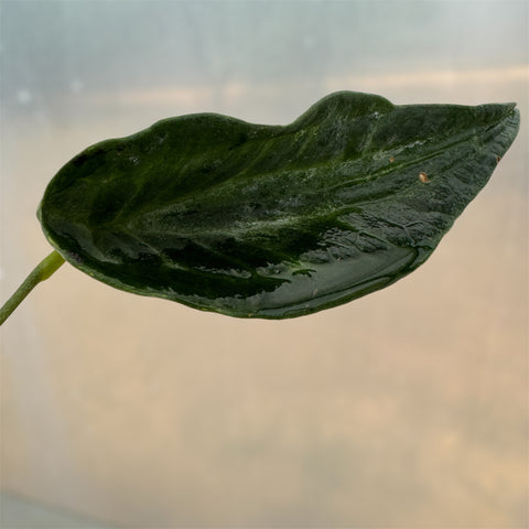 Anthurium 'Electric spoon'