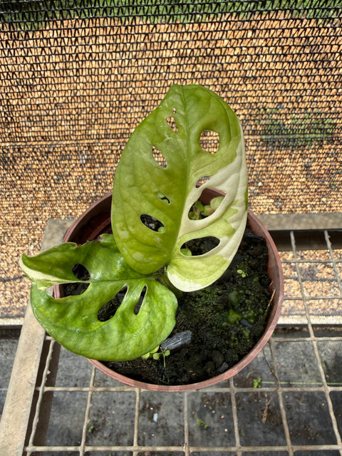 Monstera adansonii variegata