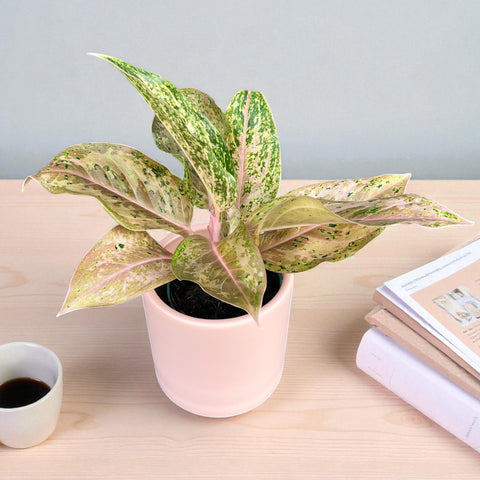 Aglaonema 'Orange gold star' + Cachepot Rosa bebe