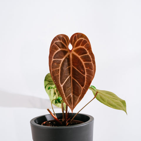Anthurium Botanic - variação 07
