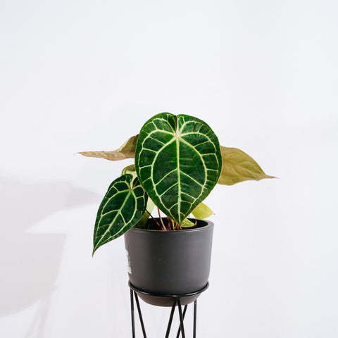 Anthurium Botanic - variação 08