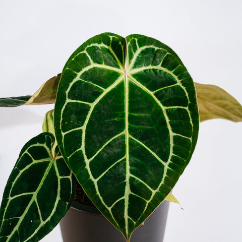 Anthurium Botanic - variação 08
