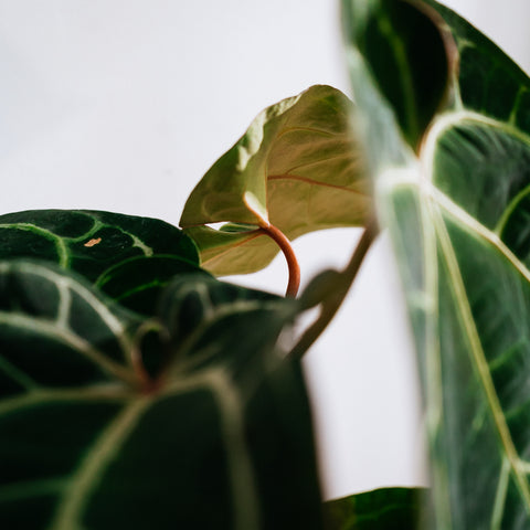 Anthurium Botanic - variação 08